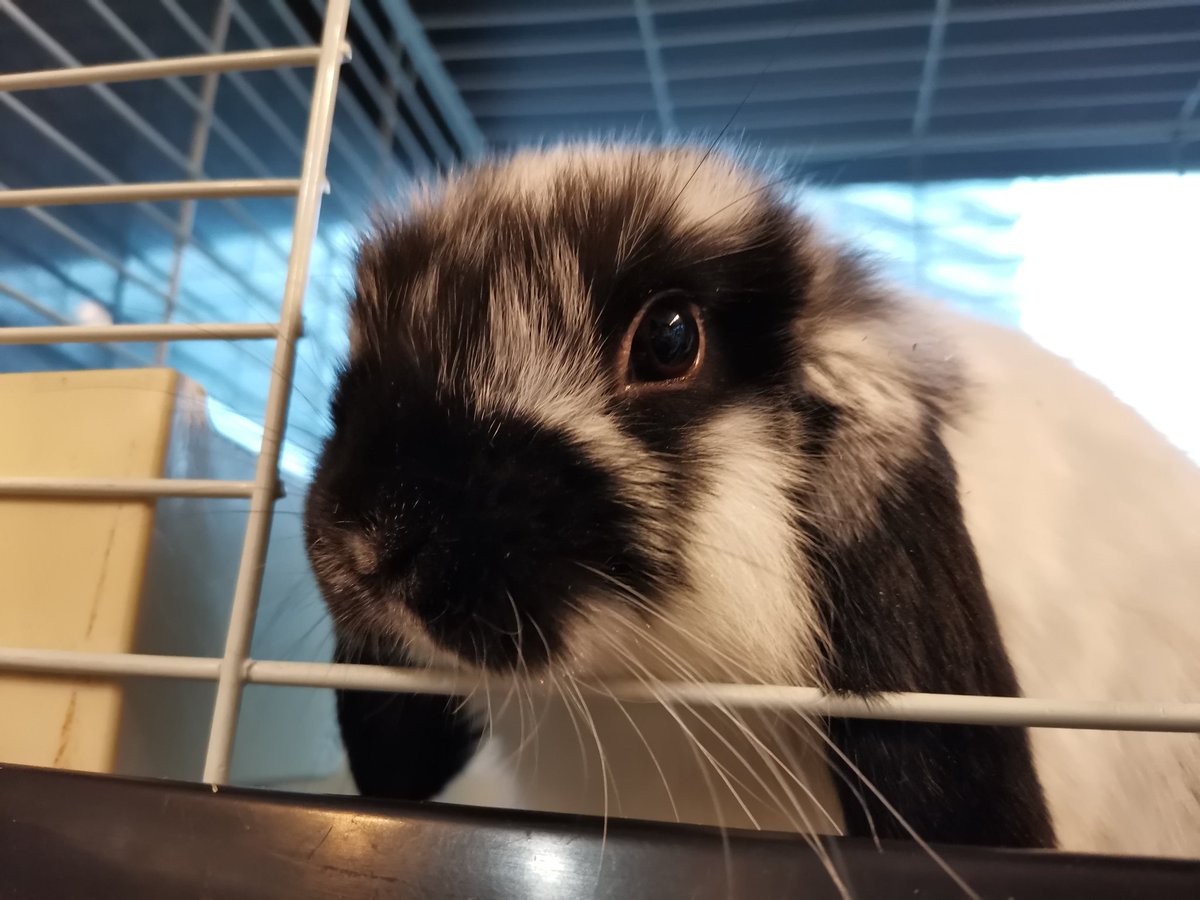 Rabbit♡　1005 Rabbit Skins 1005 Color Chart • 14 COLORS • Rabbit Skins Infant