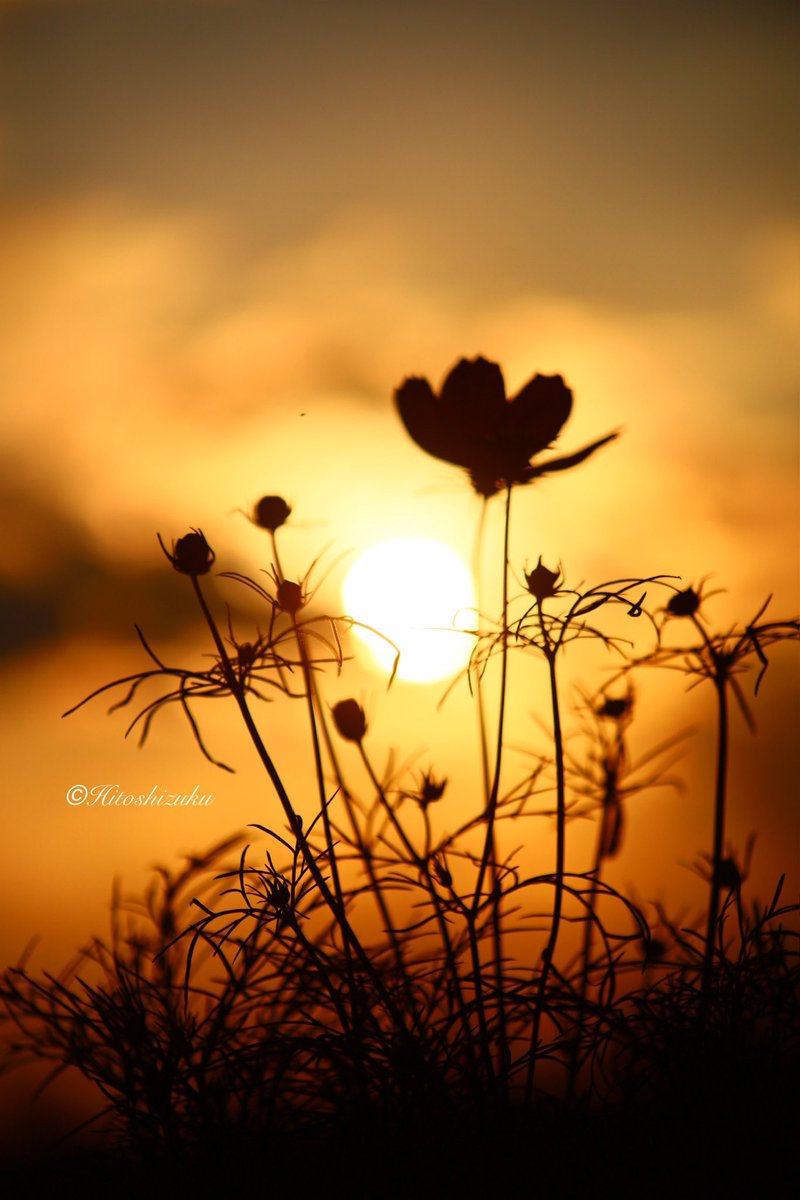 🏝Hitoshizuku🏖 on X