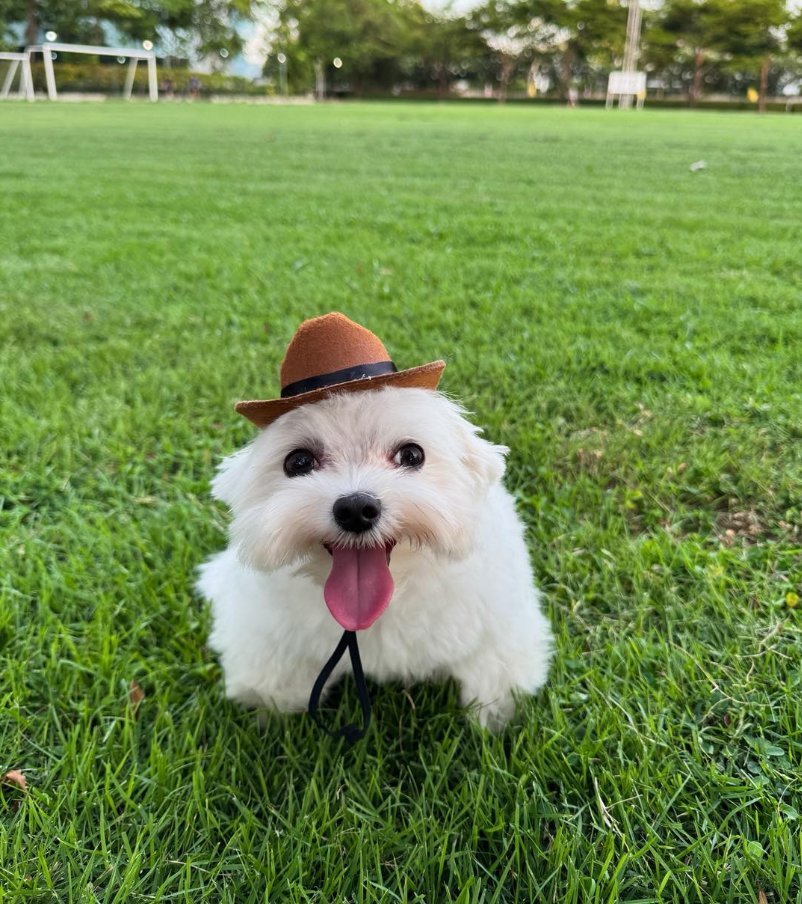 Randomdude038's tweet photo. @navvyia 833861525 Asia Hsr 
Not my pet but I've seen this dog everywhere rn https://t.co/8n1cmD56rX