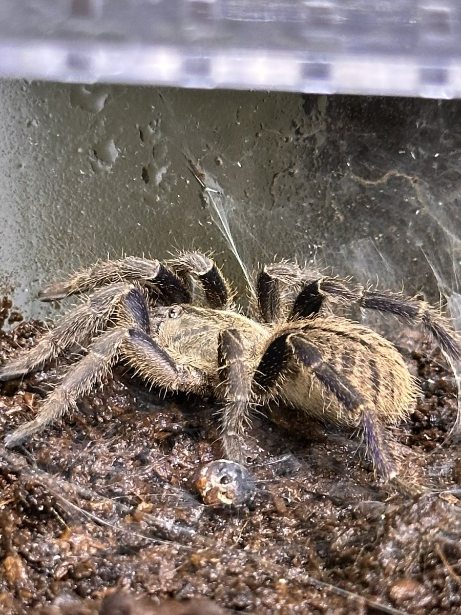 ReopMomo's tweet photo. 若干青入ってきたか🕷️
#コバルトブルータランチュラ https://t.co/aJ0wnhgli7