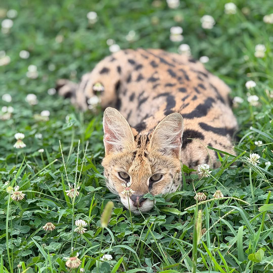 SweetAmy614's tweet photo. Happy #ServalSunday, my superb #Wordle family! Kudos on your sensational wins! Wishing you a superduper day!
Sending loads of love, hugs &amp; good luck! ❤️🤗🍀

#CatLover
#Cats
#Servals
#Sunday
#GoodMorning
#Wordler

#Wordle1604 1,604 4/6

⬜⬜⬜⬜🟩
⬜🟩⬜⬜🟩
⬜🟩⬜⬜🟩
🟩🟩🟩🟩🟩 https://t.co/vvsXTb2Imm