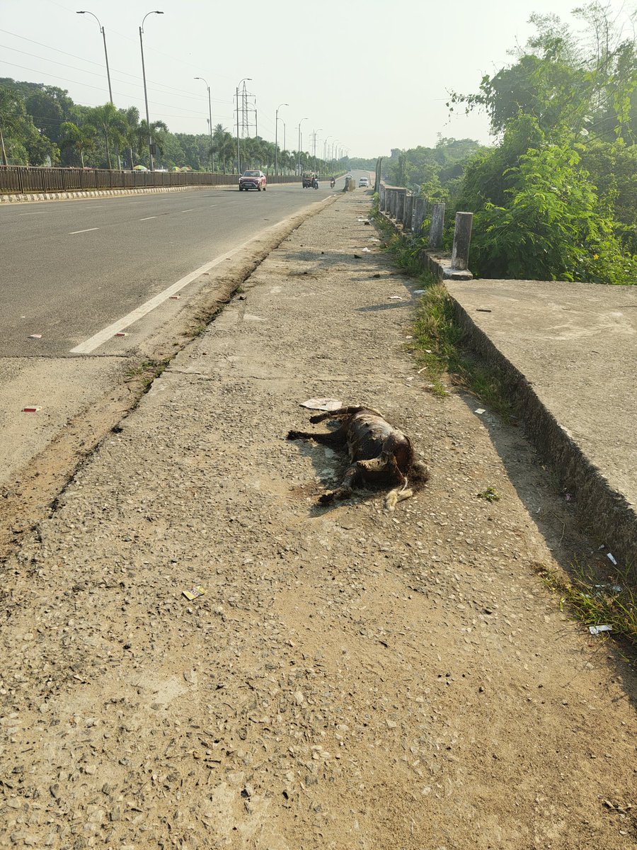 IgnorantlyHappy's tweet image. One of the iconic roads of Bhubaneswar needs immediate attention. A place where people walk to be next to greenery and breathe fresh air get to smell the stench of this drain. 

Next to it lies a rotting carcass.

@bmcbbsr please address this issue on urgent basis

@CMO_Odisha…