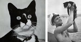 Unsinkable Sam, the black-and-white cat, was aboard the German battleship Bismarck. When the ship was sunk by the British in 1941, over 2,000 crew members died, but Sam was found hours later, floating on a plank, and rescued by the crew of the British destroyer HMS Cossack