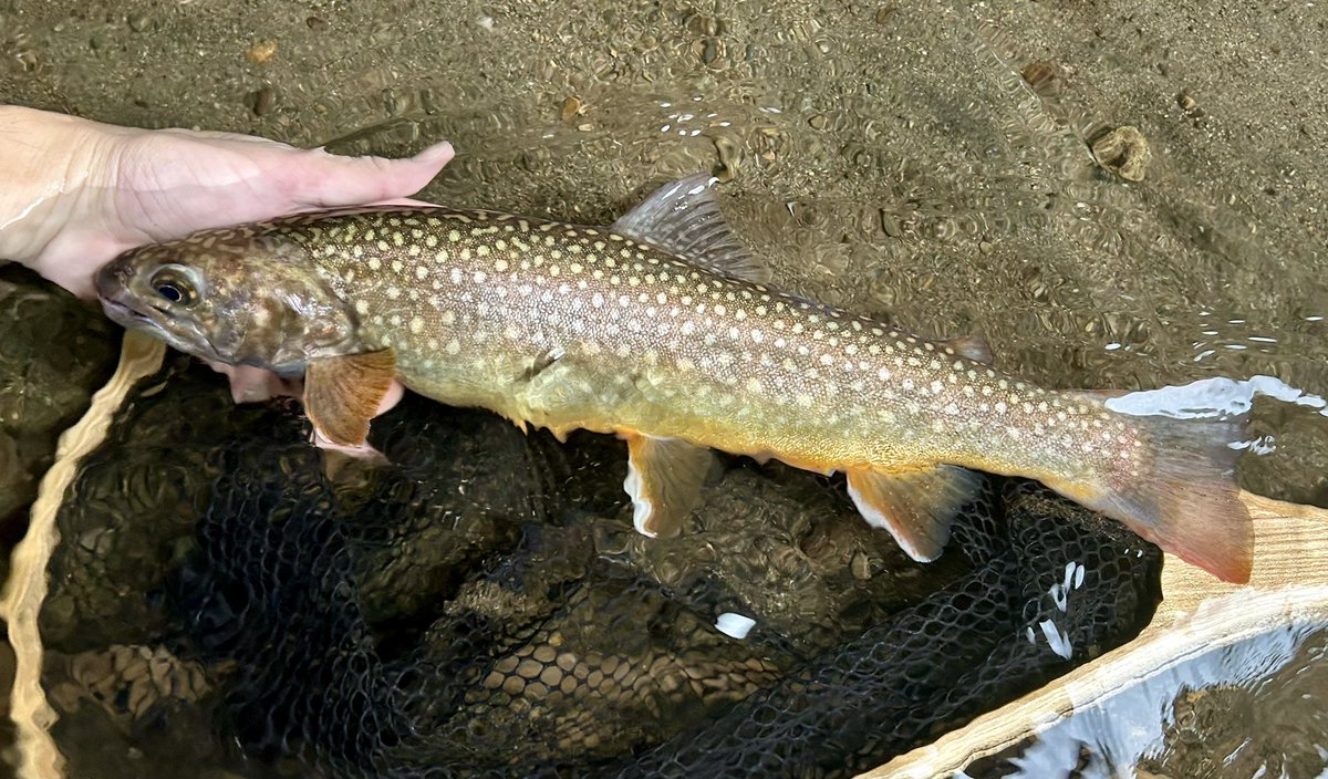 celsuper2's tweet image. 9月の秋田遠征の動画公開しました！

仄暗いトンネルの奥に佇む、謎の堰堤に住まう大岩魚 youtu.be/fiyhreHLT1I?si… @YouTube