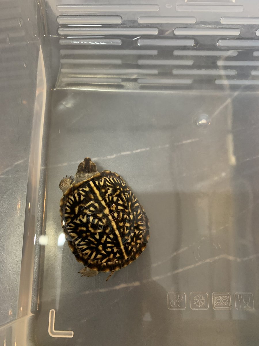 レプタイルショップ∞K-slash on X