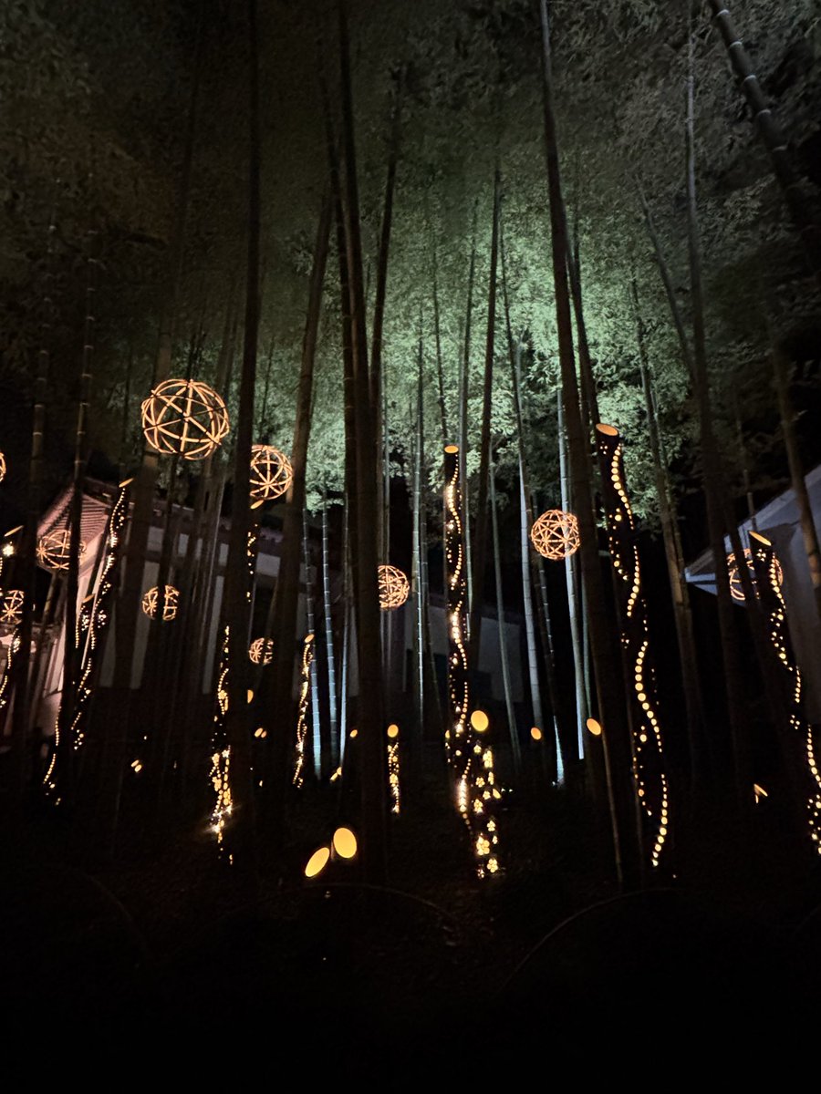 和な感じのイルミ見てきた🍁