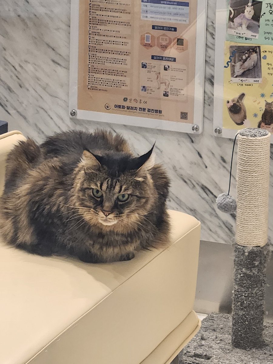 neozest's tweet image. 지나가다 눈마주친 동물병원 고양이.. 너 혹시 타이디.퍼스트 고양이 아니냐?