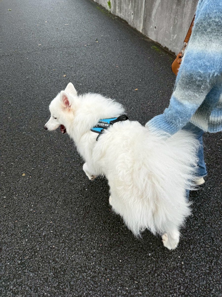 サモエド☆さだはる (@sadaharu__0905) / Posts / X