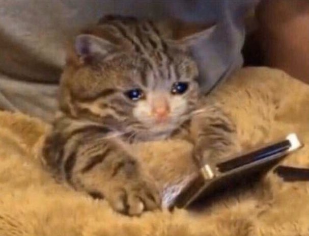 cutecatsworld2's tweet photo. No one supports me 😞 https://t.co/t35zPbl0mO