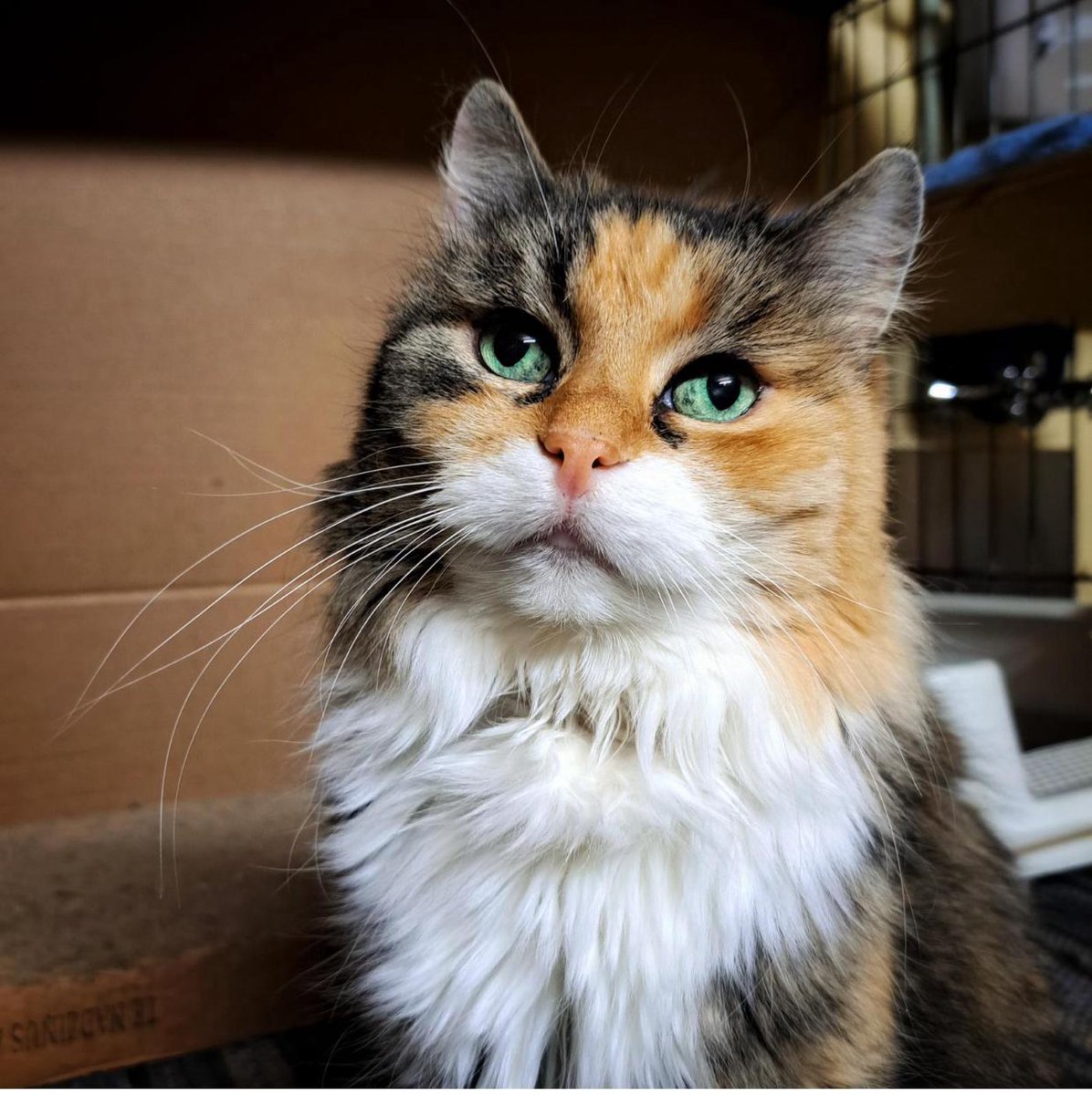 Seniore Rozīte ir piedzīvojusi sava mīļā saimnieka nāvi. Atvesta uz patversmi. Patvērumā pie mums gaidījusi pusotru garu gadu savu otro iespēju. Sagaidījusi šodien un dodas saimniekot uz Nacionālo psihiskās veselības centru klīniku Veldre. Paldies!