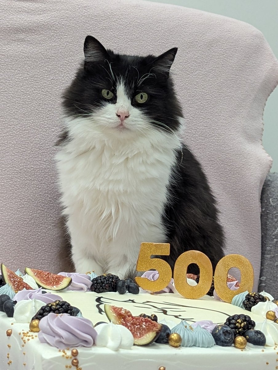 😱 Mēs svinam 500. adopciju! 🥳

😻 Kaķu palīdzības centra REMI paspārnē esošā bezbūru patversme “Kaķa sirds”, kas savas durvis labākai pasaulei vēra 2022.gada septembrī, šoruden svin ne vien savu trešo dzimšanas dienu, bet atzīmē arī nozīmīgu skaitli – paša novembra sākumā