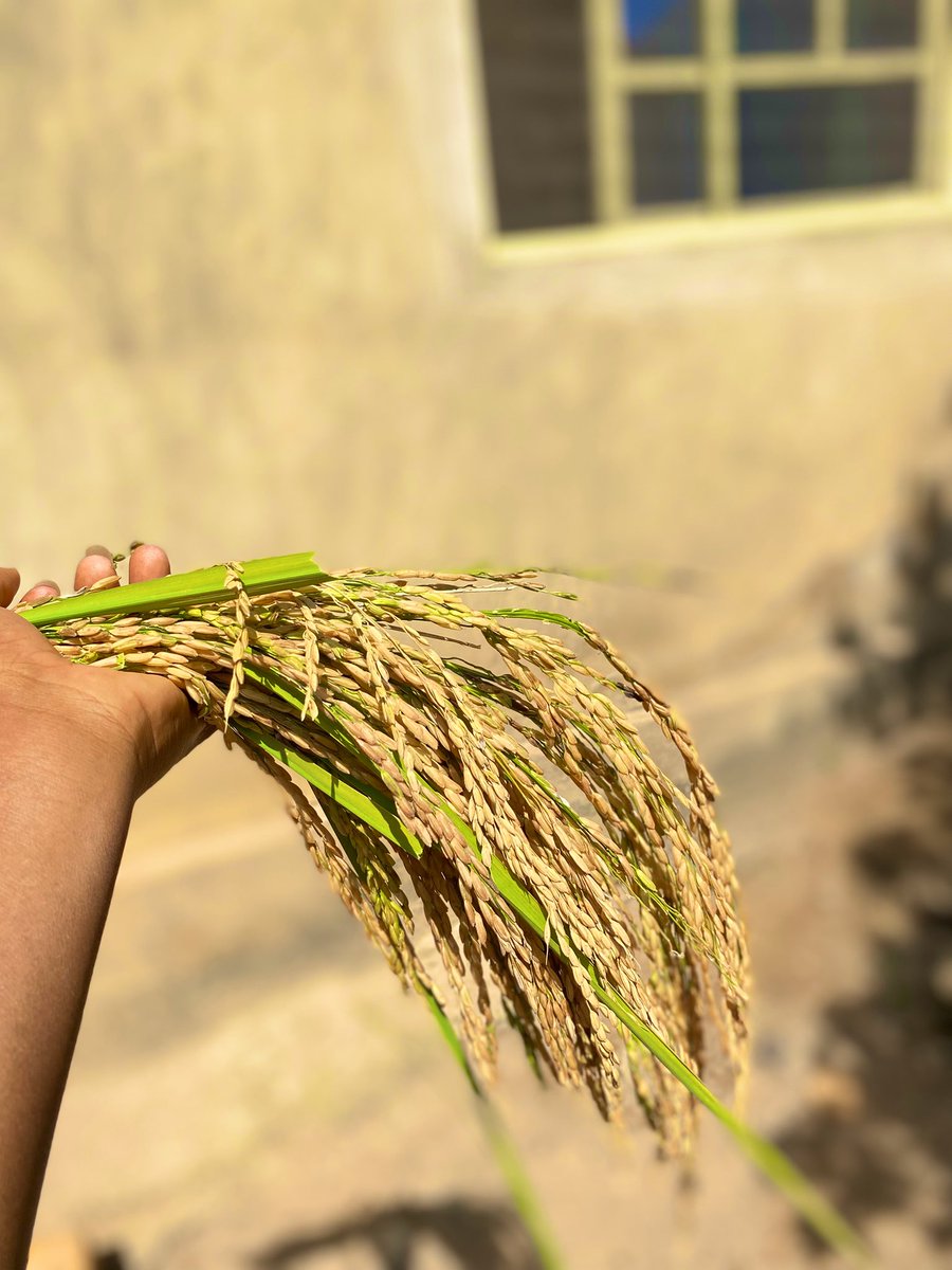 atiqcrown's tweet photo. Indeed, nothing beats the joy of harvesting what you have grown. https://t.co/2BeS0Ksgu6