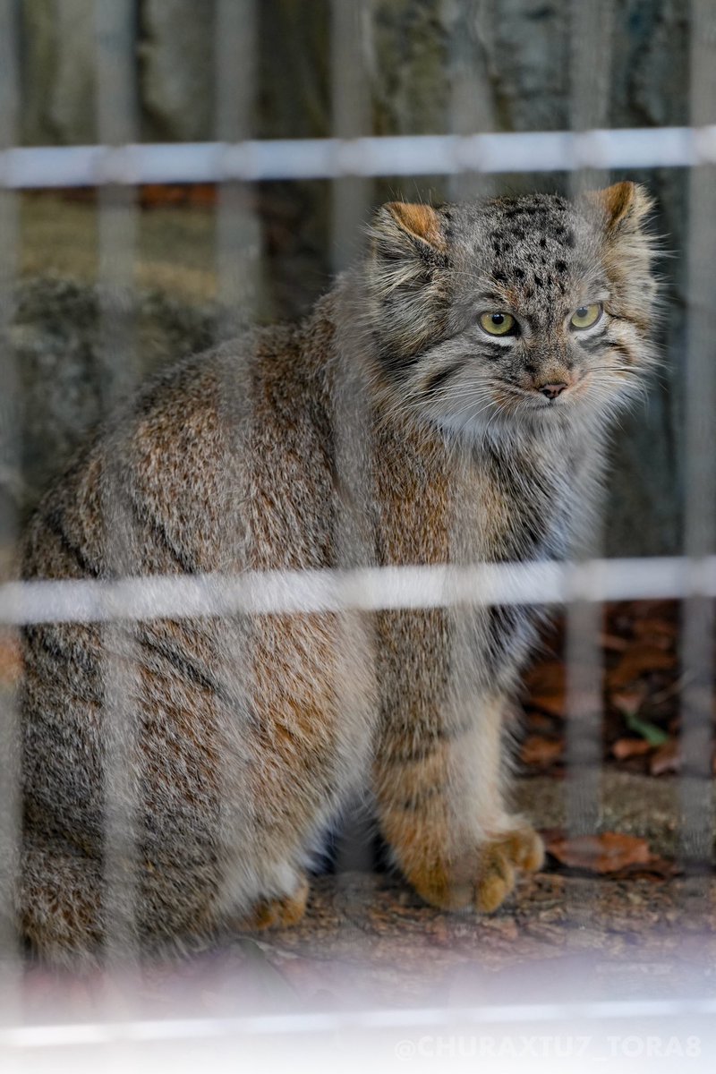 ちゅらっ🐅 on X