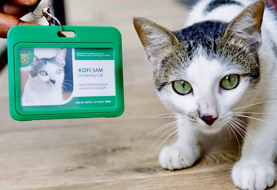 KNUST paa🤣
What do you think?

#knust <a href="/gyaigyimii/">KALYJAY</a>