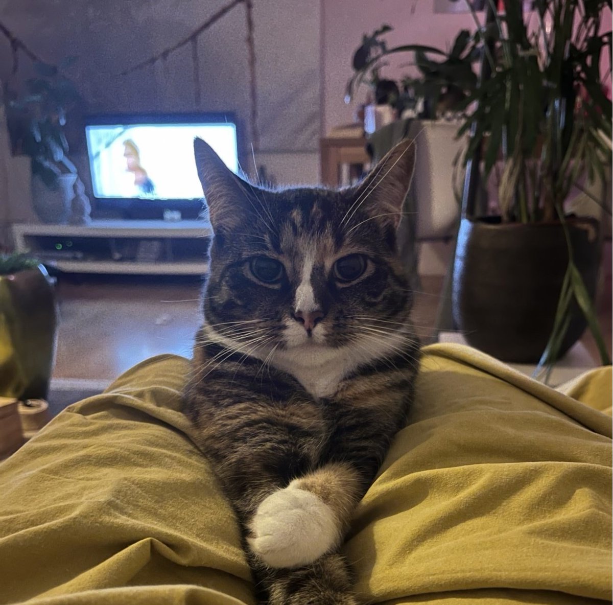 Jazz, mijn kat teruggevonden.

Lieve mensen van Amivedi,
Ben zo ontzettend lief geholpen en er werd door jullie meegedacht en ik heb me echt gesteund gevoeld!

Heel dankbaar dat jullie bestaan. Dank jullie wel voor het mee helpen bij het terugvinden van mijn katje Jazz.