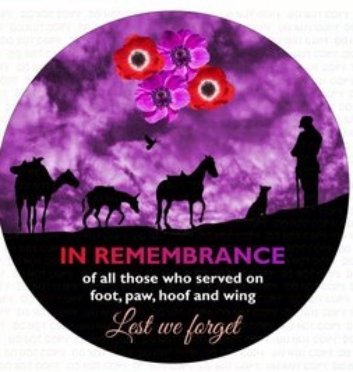 This Remembrance Sunday I will remember the service men and women but also all the animals who served alongside♥️#remembrancesunday #lestweforget