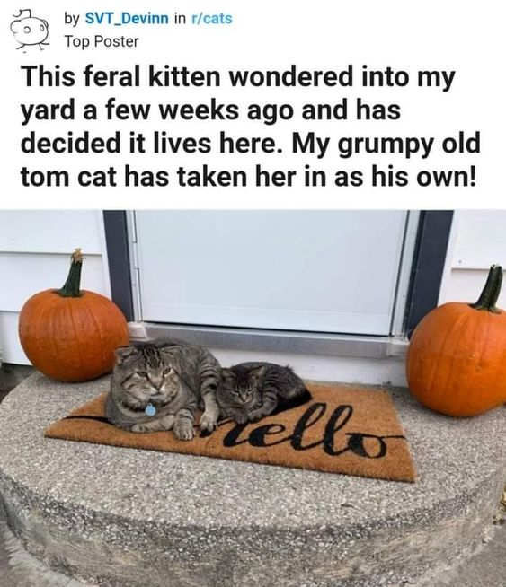 WholesomeMemes tweet media