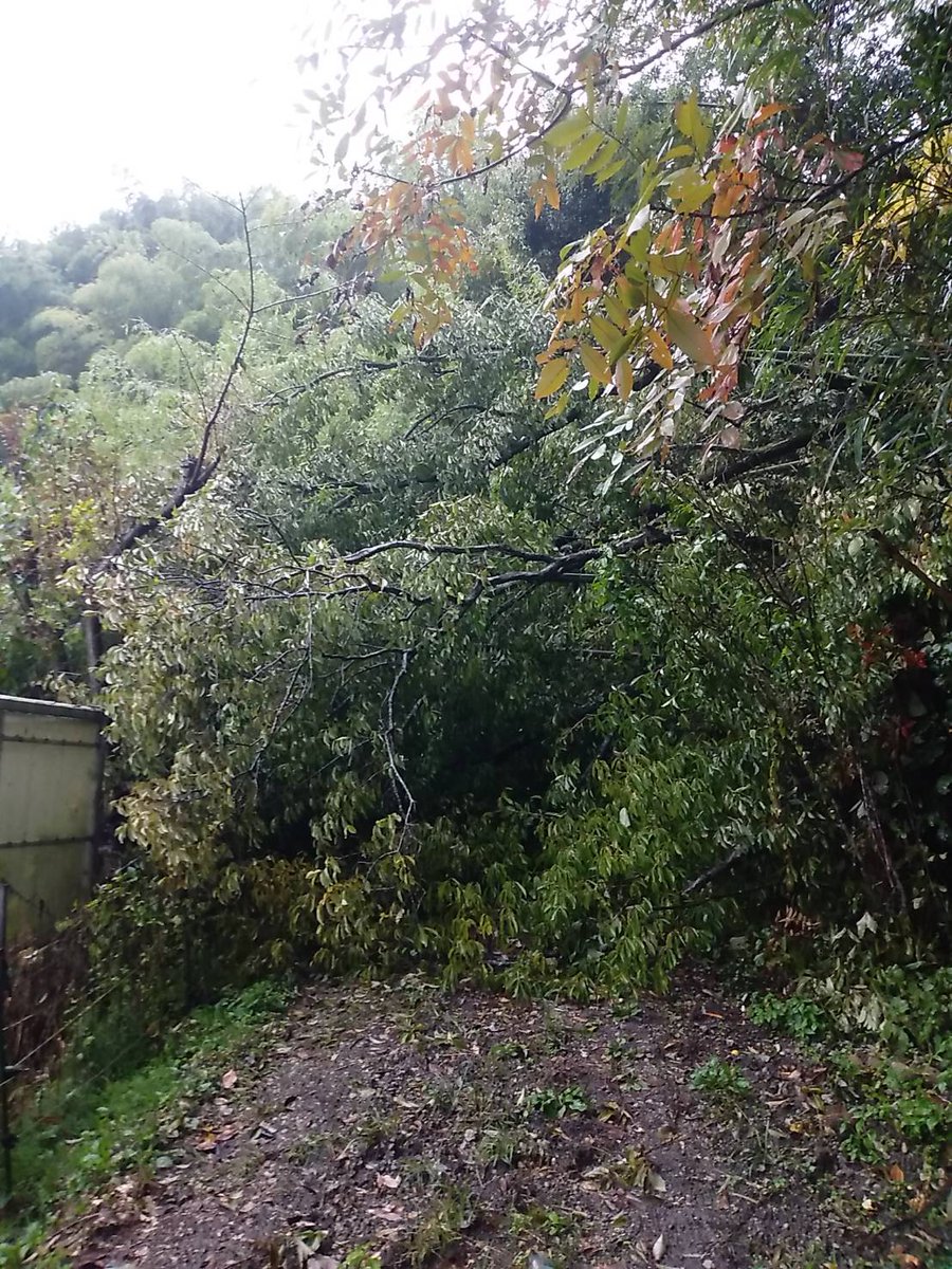 悲報。森と本道をつなぐ道が倒木でふさがれてしまいました。今年はどこかなと思っていましたが、ココはちょっとアカンやろ。。。
#仮称とげなしの森