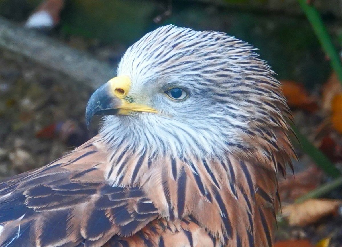 How beautifully autumnal a Red Kites plumage actually is. Seen here blending in with the beech trees early this morning <a href="/AlthorpHouse/">Althorp</a>
They have a communal winter roost here in Althorp park and to think that these majestic birds of prey were on the edge of extinction right up