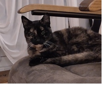 Lola toch weer thuis.
Na ruim drie maanden kregen we dan toch het telefoontje waar we niet meer op durfden te hopen: Lola is misschien gevonden. En ja hoor, de foto was zonder twijfel van Lola. Zonder de zorgzame oplettende Martin aan de... Lees verder: amivedi.nl/deel-je-verhaa…