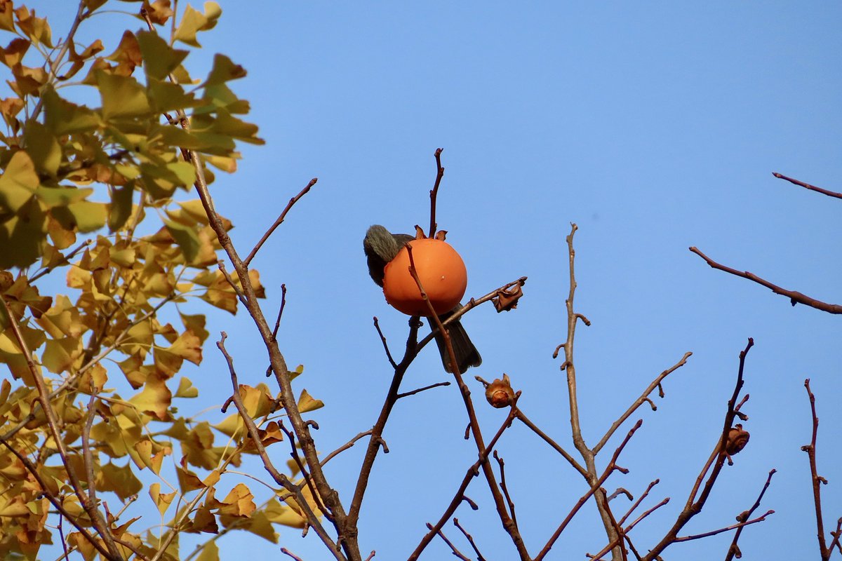 quimbomboisokra's tweet image. 감 먹는 새 직박구리와 물까치