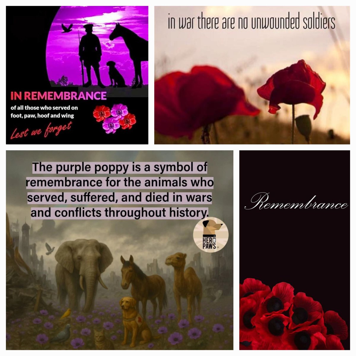 Caroline2Cares's tweet image. #RememberanceSunday
#RememberaneDay
#animalsofwar
#lestweforget ❤️💜