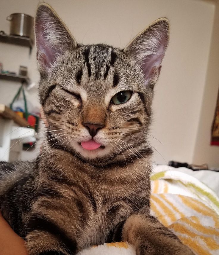 taegyupilled's tweet image. isnt he literally