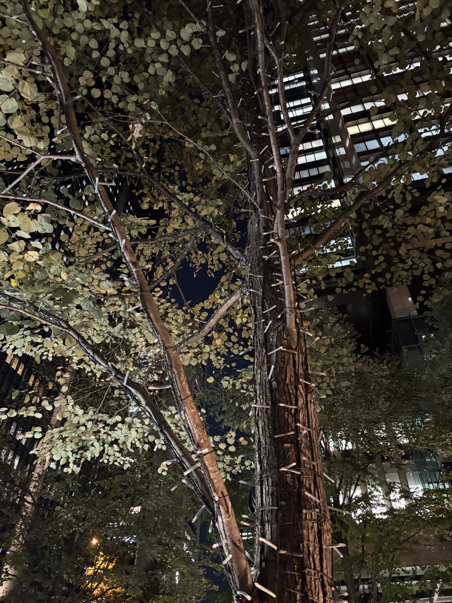 cryptographicc's tweet image. 職場付近がイルミの準備してた〜