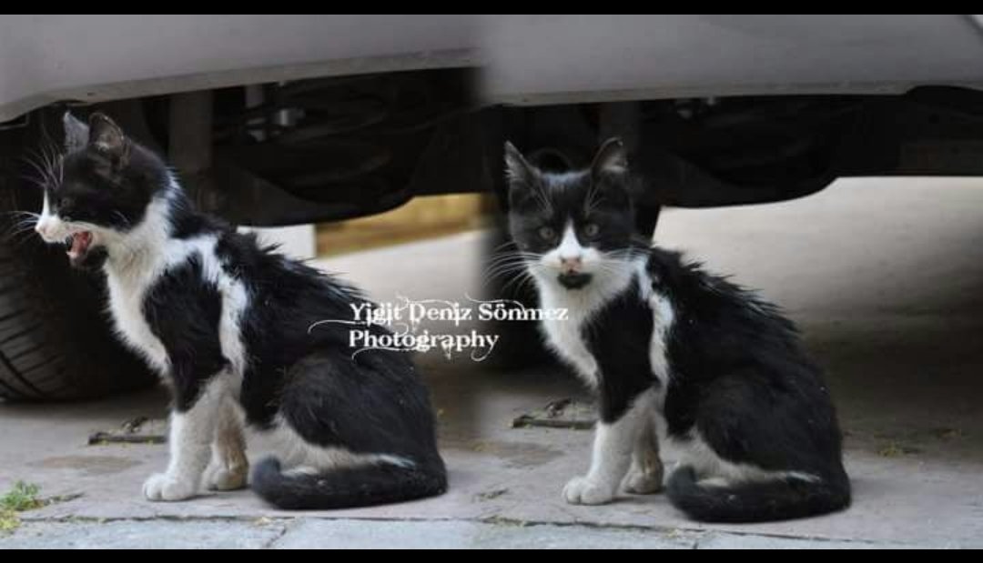 yigitimyigit's tweet photo. @belgeseIdunyasi Siz hiç topsakallı kedi gördünüz mü?
Bornova 2011 https://t.co/FV9BnJI4SD