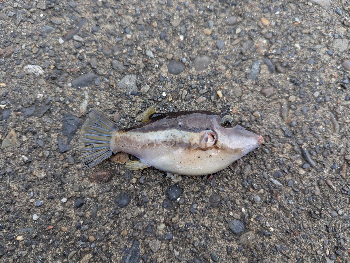 mob_chin's tweet image. これは危ない🙃