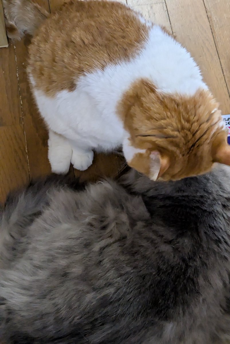 ぱんだ母さん@みつばち製品のお店アルビレオ on X