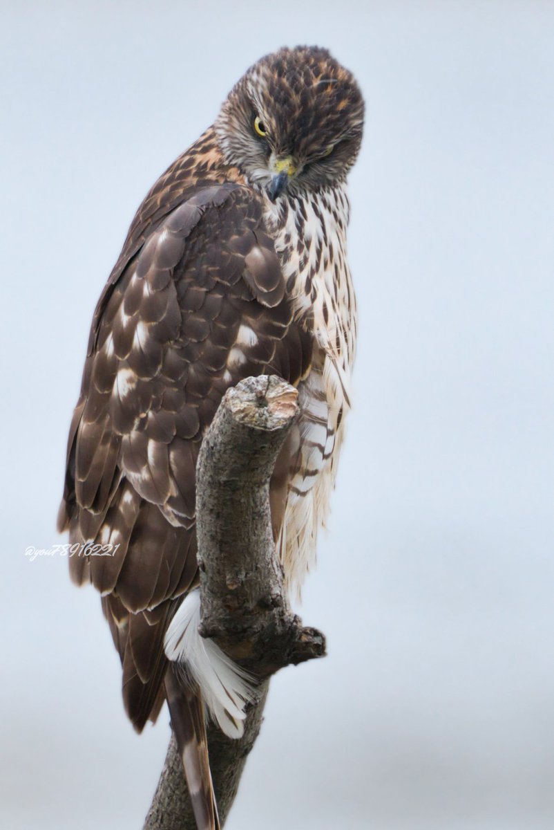 ❤❤楽一番公式アカウント10❤❤シェアードビーバーニッティングコート ❤❤楽一番公式アカウント10❤❤シェアードビーバーニッティングコート