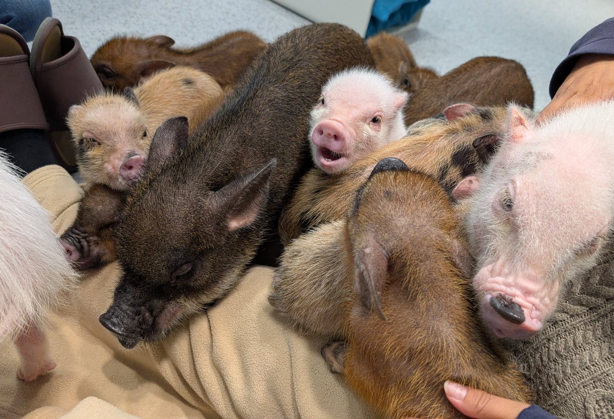 おかぴ〜。 on X