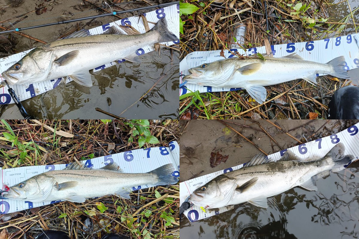 JERO_1006's tweet image. 単日42キャッチ5ランカー
90アップ1本
80アップ4本
70アップ8本
チヌ50アップ1本

至福の時間でした。
#monsterkiss #shinkirow