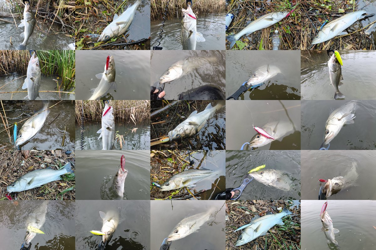 JERO_1006's tweet image. 単日42キャッチ5ランカー
90アップ1本
80アップ4本
70アップ8本
チヌ50アップ1本

至福の時間でした。
#monsterkiss #shinkirow