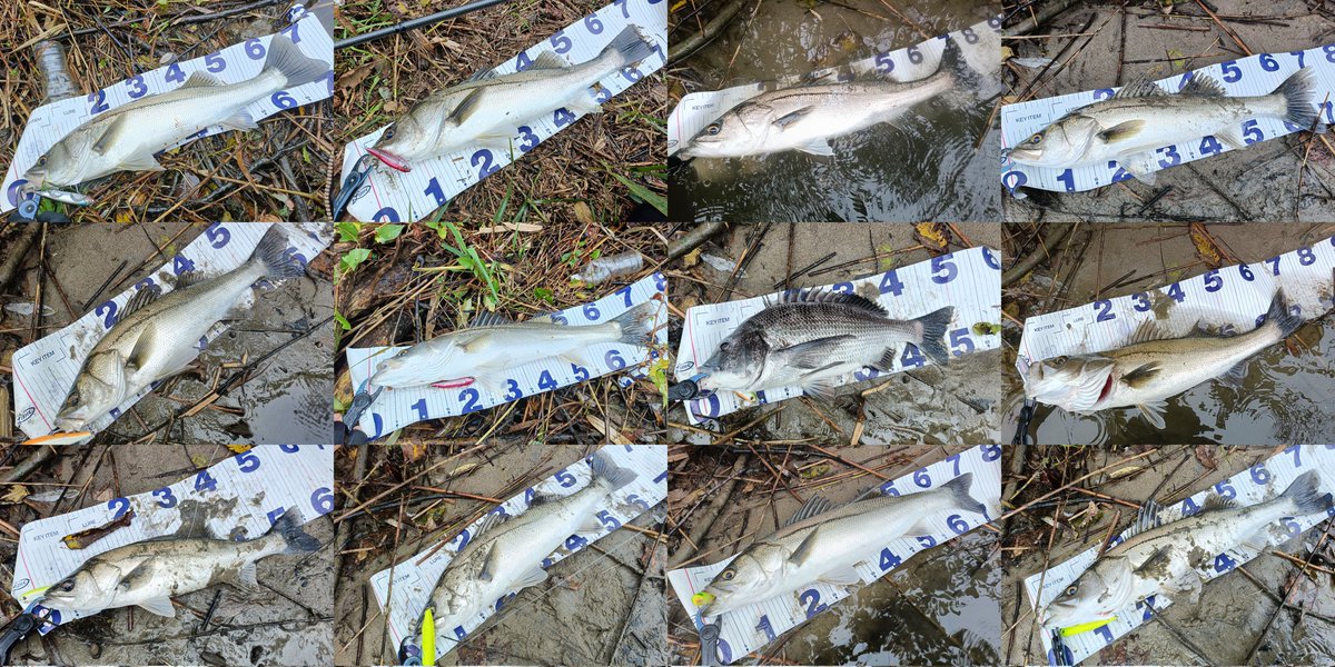 JERO_1006's tweet image. 単日42キャッチ5ランカー
90アップ1本
80アップ4本
70アップ8本
チヌ50アップ1本

至福の時間でした。
#monsterkiss #shinkirow