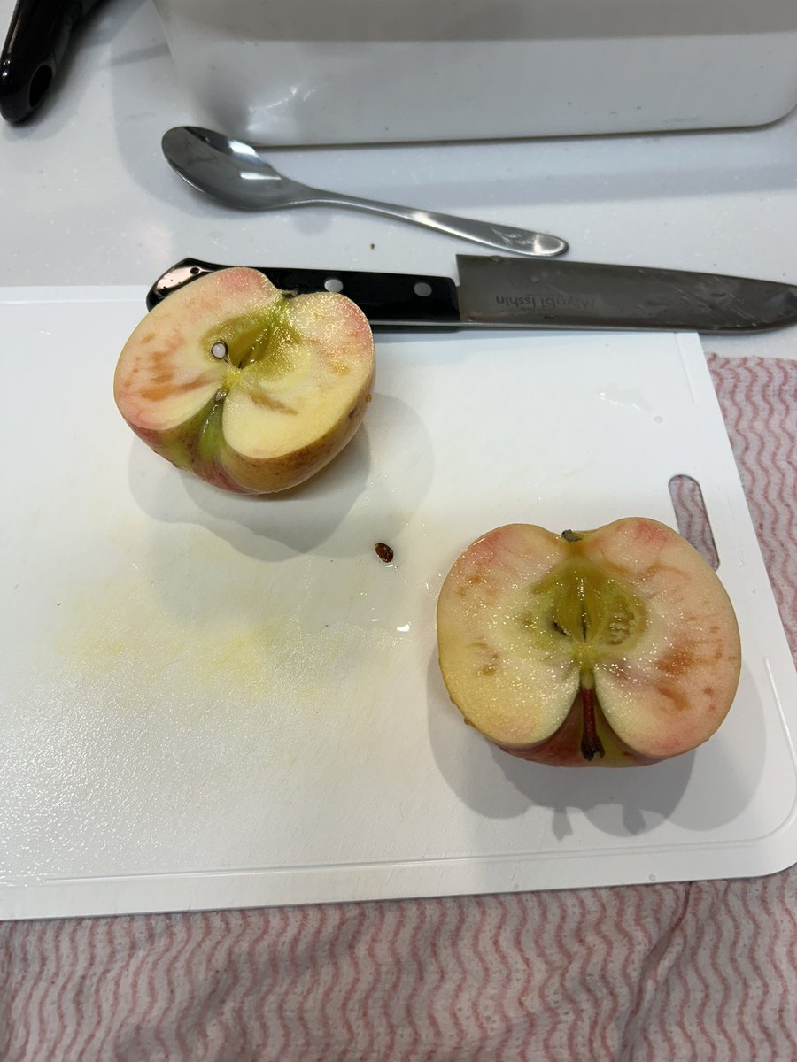 buribero0990's tweet photo. 実家で育ててる新しいりんご🍎
ムーンルージュ
桃みたい https://t.co/7tMJnlOjGy