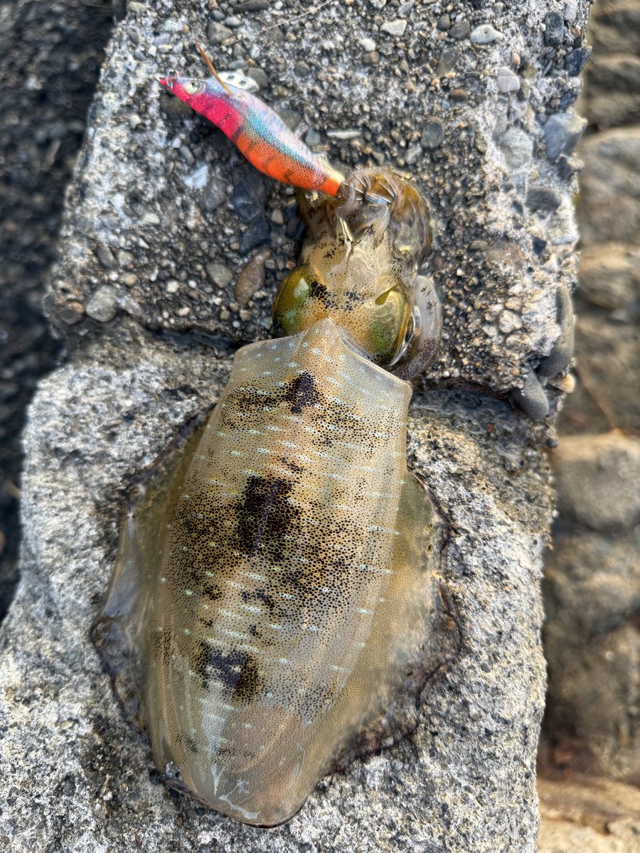 itsukifishingg's tweet photo. イカ一杯とアジ爆釣！
大きいアジを選んでお持ち帰り🤭 https://t.co/C3cc9Al1m7