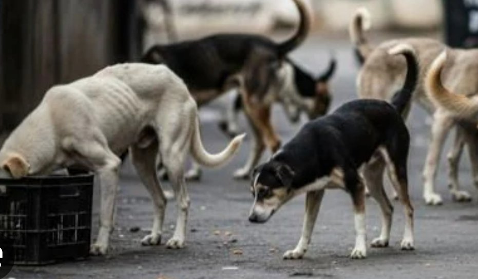 DeekshaBhimte's tweet photo. Relocation creates a vacuum → new dogs enter → no population control. We’ve known this for decades 

#SaveIndianDogs #SaveIndianAnimals #NotAwaraYehHamara @HMOIndia, @PMOIndia, @PetaIndia @Manekagandhibjp https://t.co/m01yOracZ8
