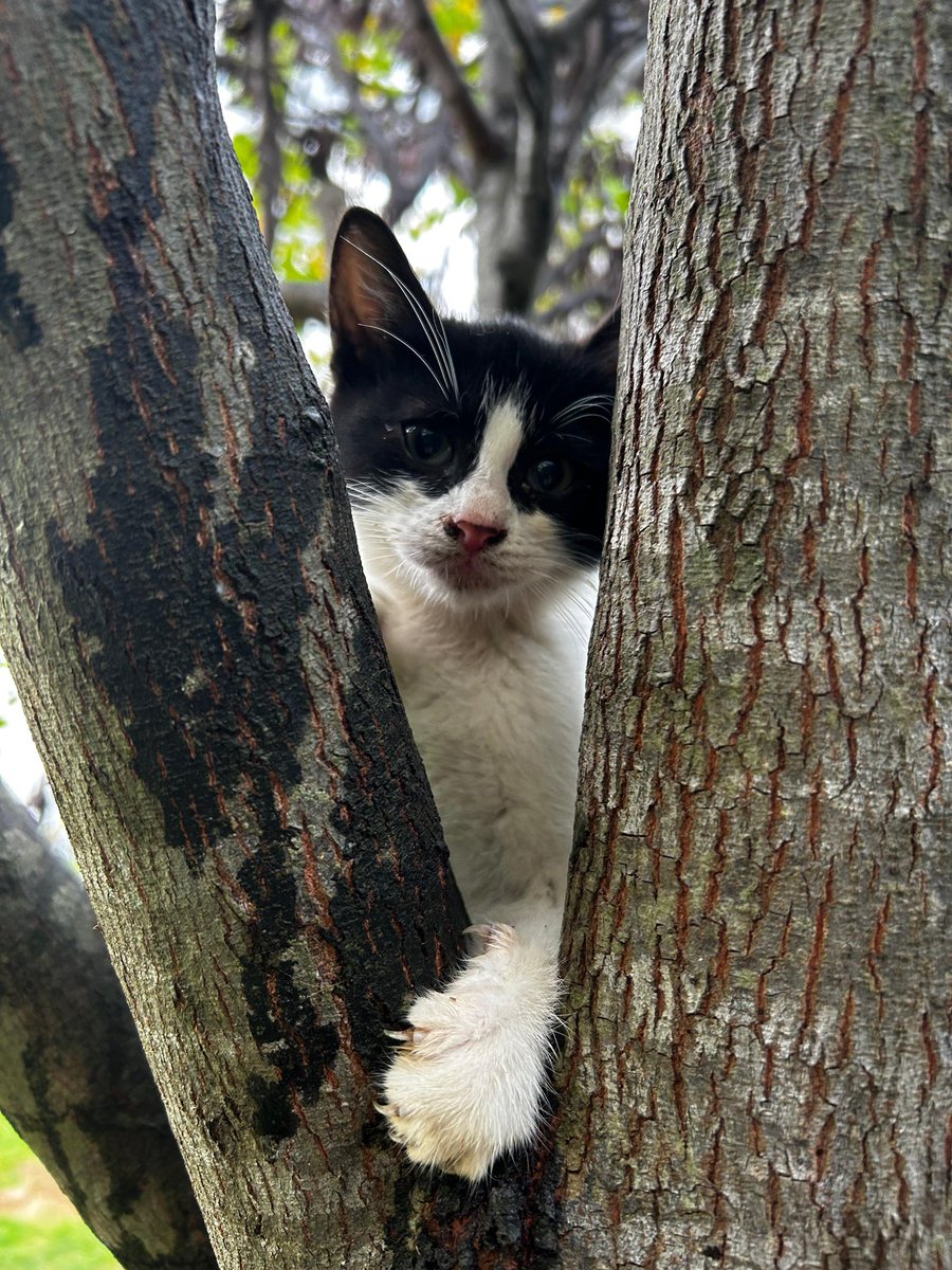 Bu smokin, şahsi enayisini arıyor. Var mı evi olan bi enayi?