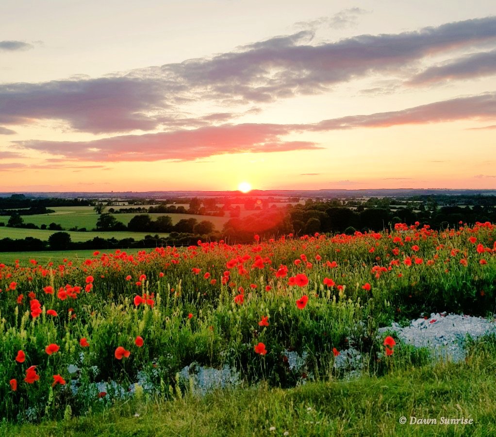 DawnSunrise1's tweet photo. I have taken many photos of poppies and poppy fields over the years. They represent respect and gratitude for those who have bravely gone before.
Personally, I am very proud of my Dad who served to defend our country to the highest level. #RAFpilot
#RemembranceSunday https://t.co/rJYUj7vRgb