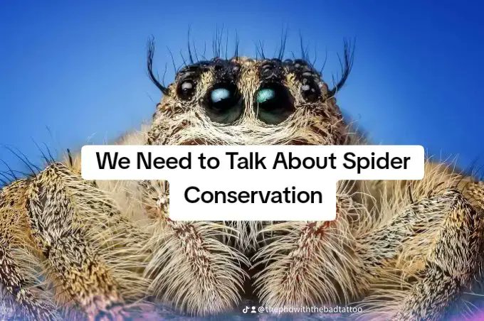 Doctor 🕷spider girl🕸 tweet media