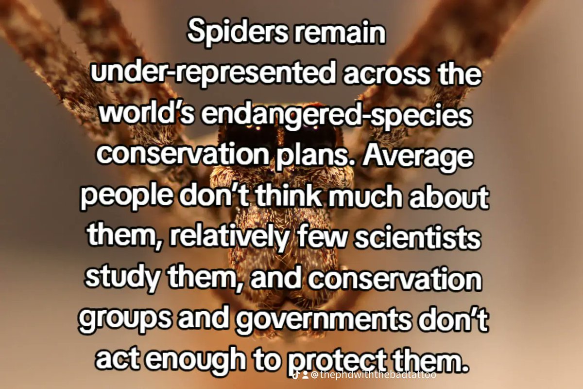 Doctor 🕷spider girl🕸 tweet media