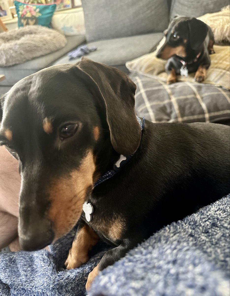 Sunday.
And they call it puppy love.
Breakfast time with Fritz and Lili keeping a watchful eye.
#SundayMorning #Lili #Fritz #Dachshunds #FourLeggedFamily #DogDads
