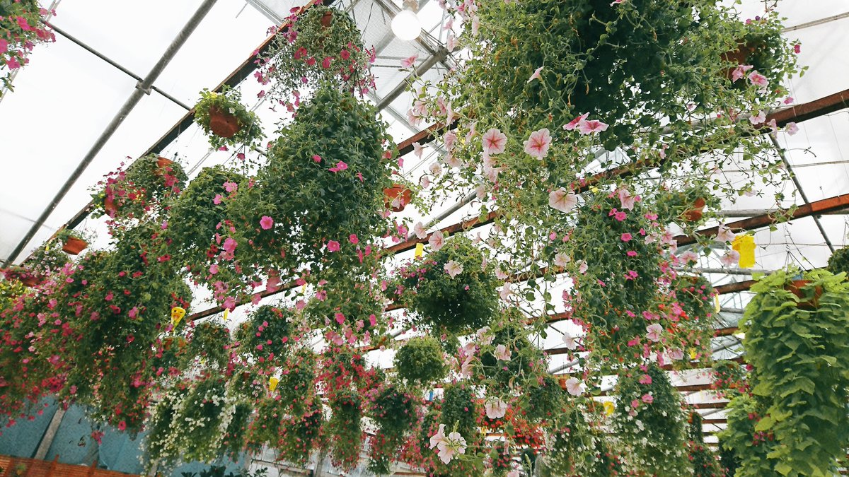 葵＊原稿中🗝️BOOTH通販中✨ on X