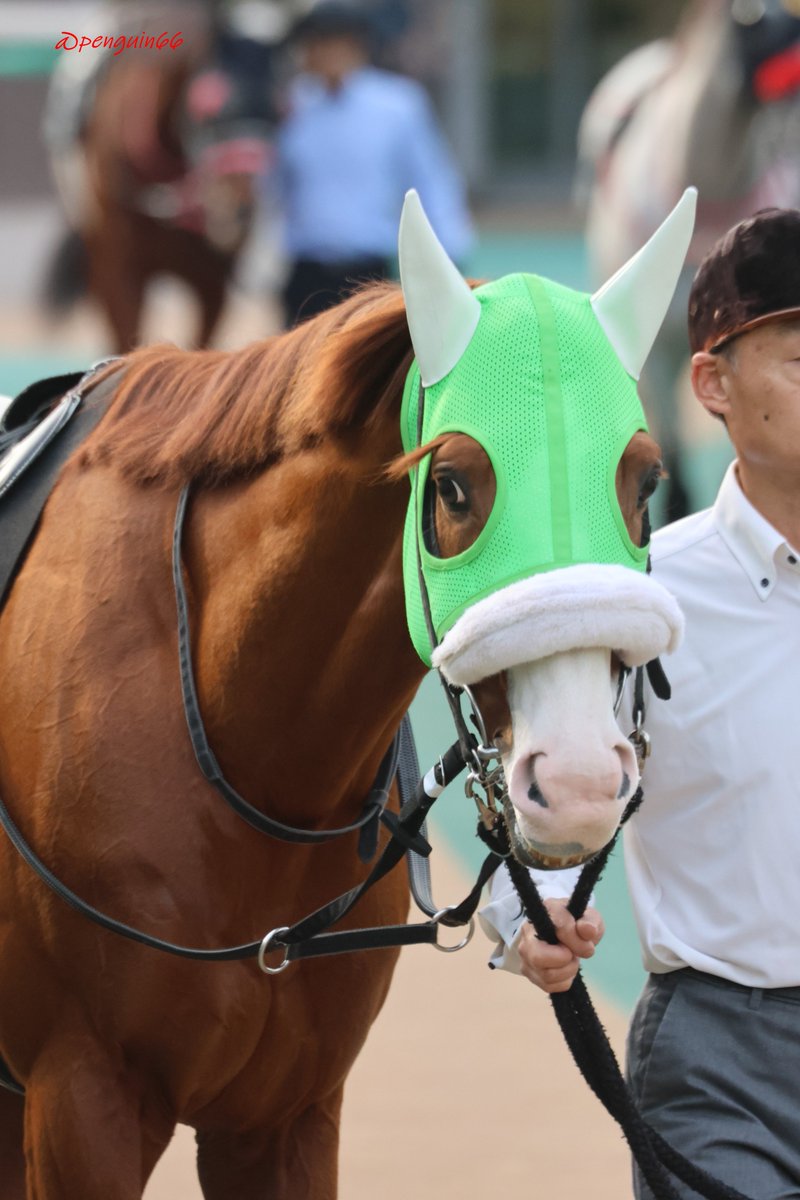 ぺんぎんさん🐧 on X