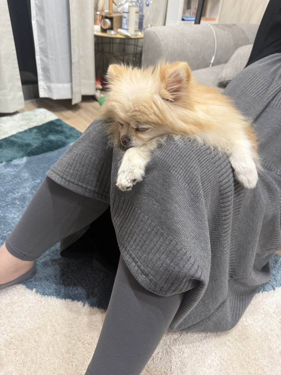 ポメラニアンの若様 (@pomeranian_waka) / Posts / X