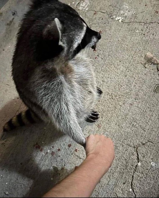 Inconsiderate Raccoon tweet media