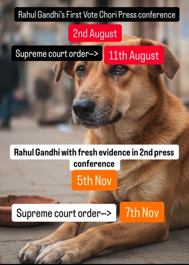 garima84306's tweet image. Just to hide BJP sins @SCofIndia always put innocent dogs life on stake . Please BJP stop tormenting these innocent dogs . Democracy died long ago in India and this is the example. #justicefordogs #ripdemocracy #votechori #RahulGandhi #ripbjp #SupremeCourtofIndia #saveindiandogs