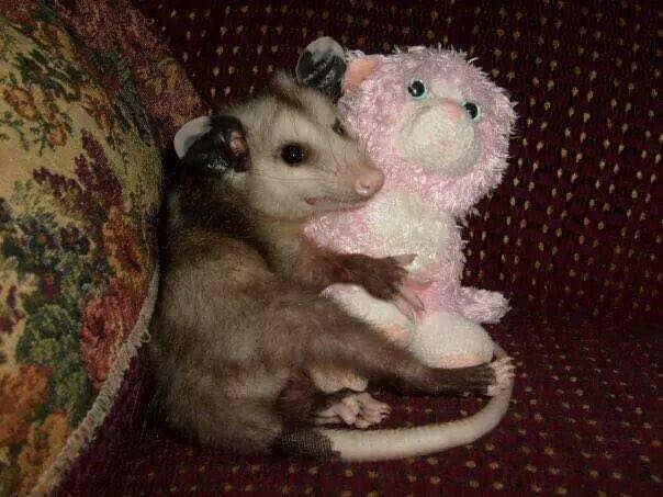 Possumeveryhour.io tweet media